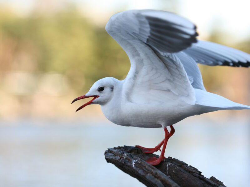 更年期太りやその対策について