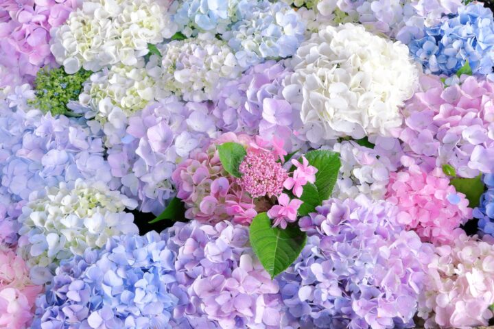梅雨の時期に体重が増えてしまう原因や、雨の日が続いたタイミングやこれからの暑い夏に向けて体重を増やさないようにするダイエット方法とは・・・？