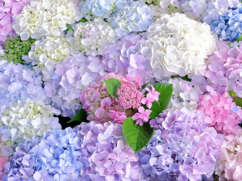 梅雨の時期に体重が増えてしまう原因や、雨の日が続いたタイミングやこれからの暑い夏に向けて体重を増やさないようにするダイエット方法とは・・・？