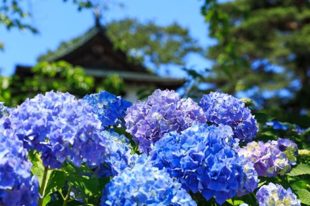 梅雨の不調を防ぐ芒種の暮らし方