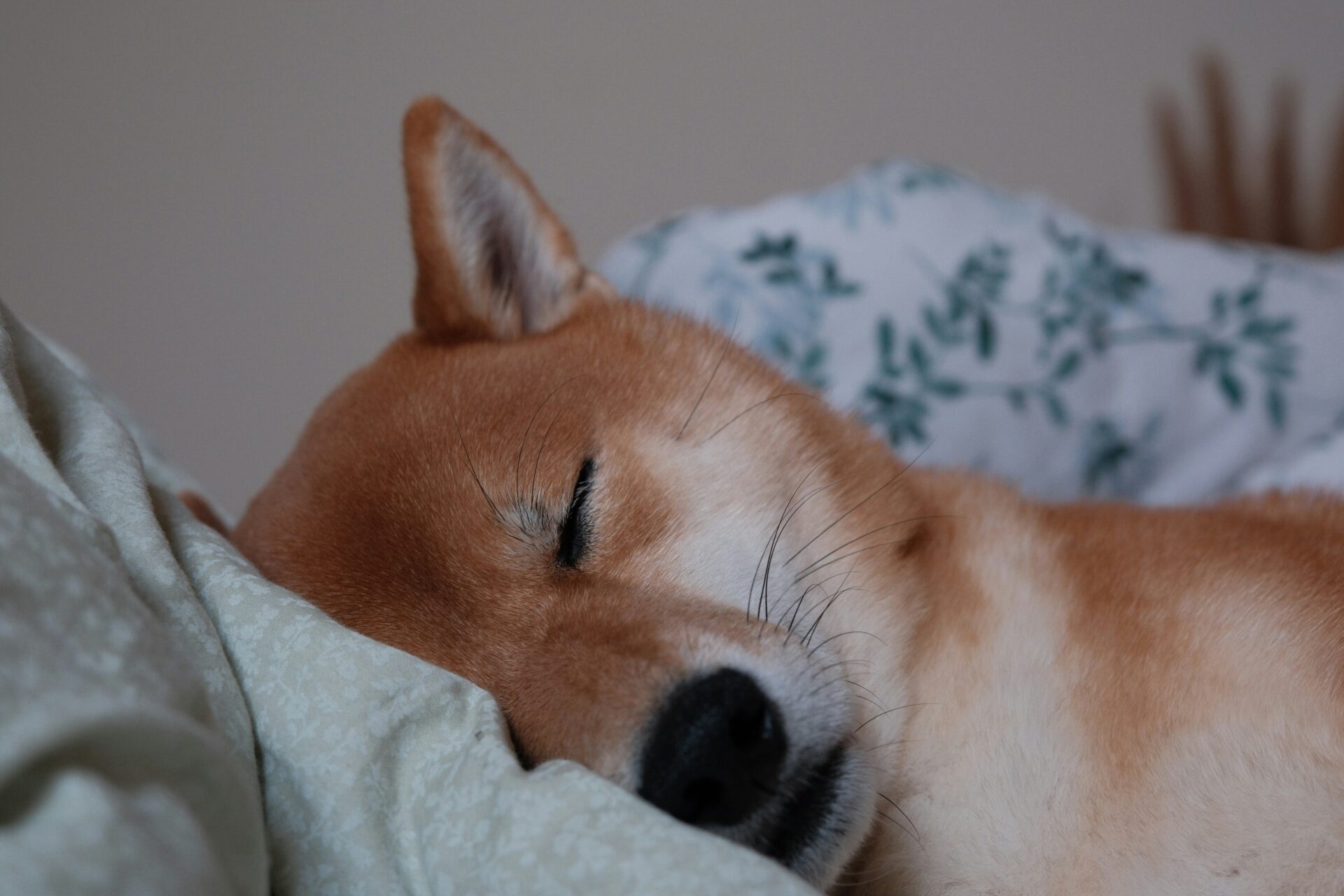 「眠れない・・・」秋の睡眠トラブルは満月のせいかも！月と人間のからだの関係を考える