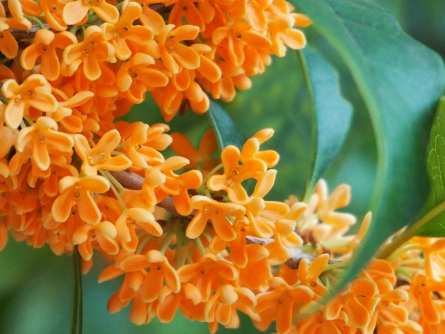 霜降の養生～冬を迎える前の、体と心の準備期間～