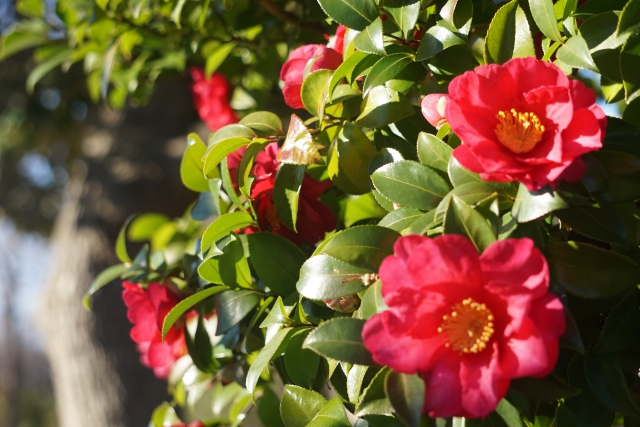 小雪の養生～乾燥と冷えから身を守るやさしい暮らし方～