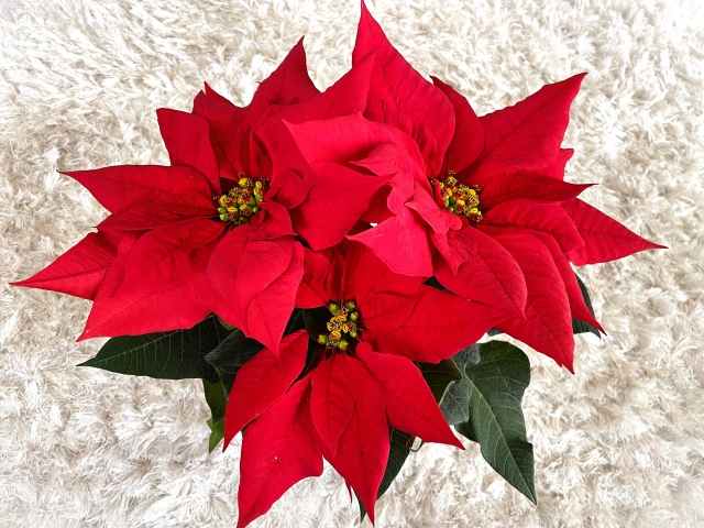 冬至の養生～陰が極まり、陽が生まれる日。小さな陽を育てよう～