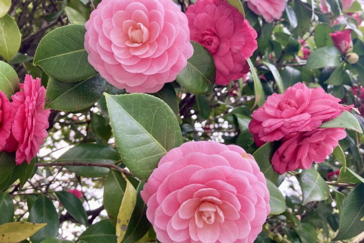 大寒の養生～寒さのピークに、春を元気に迎える冬仕込み～