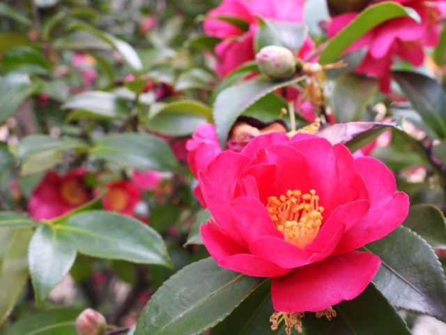 大寒の養生～寒さのピークに、春を元気に迎える冬仕込み～