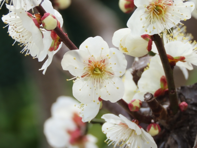 立春の養生～冬の疲れをゆるめて春に向かう～