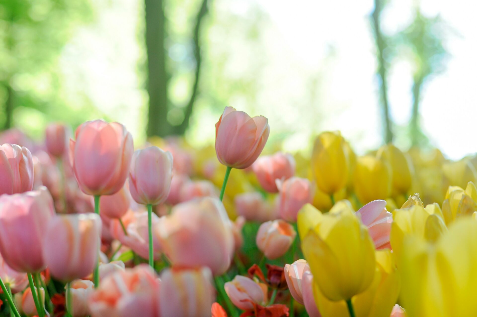春が苦手なあなたへ。春の過ごし方が夏をも左右する！？