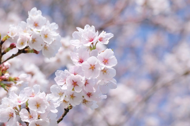 春分の養生～心と体を「中心」から整える～