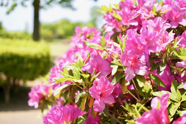 「なんだかイライラ…」は春のせい？　心の詰まりをほどく養生習慣