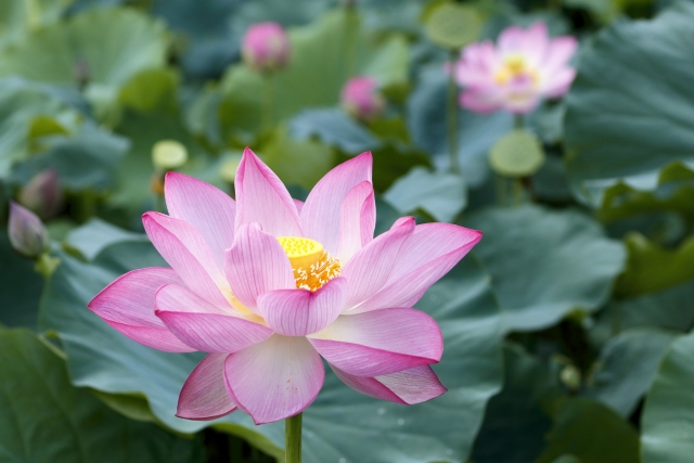 寝ても疲れがとれないのはなぜ？梅雨から夏に増える疲労感は「気虚」のサインかもしれません